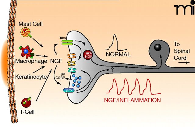 The Best Nerve Growth Factor Supplements and how to Increase NGF